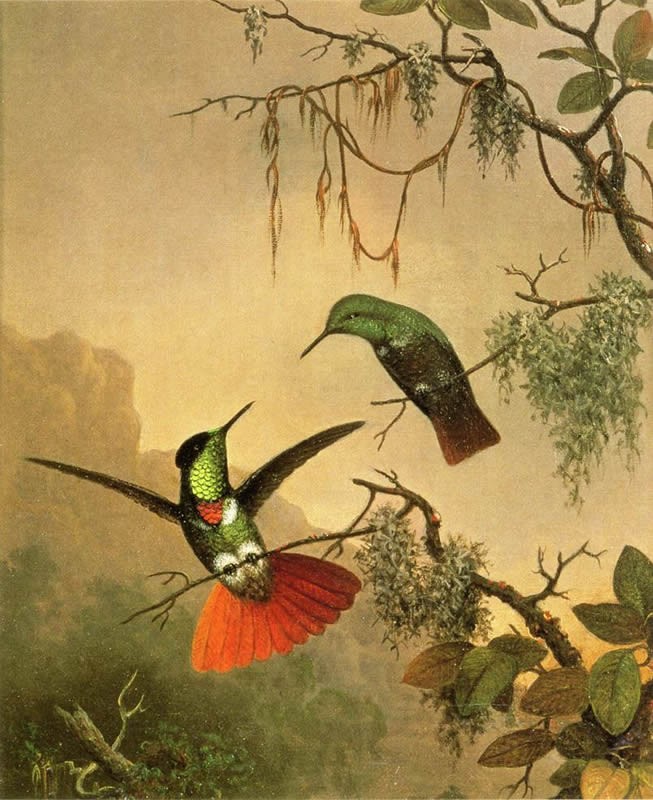 Martin Johnson Heade Two Hooded Visorbearer Hummingbirds